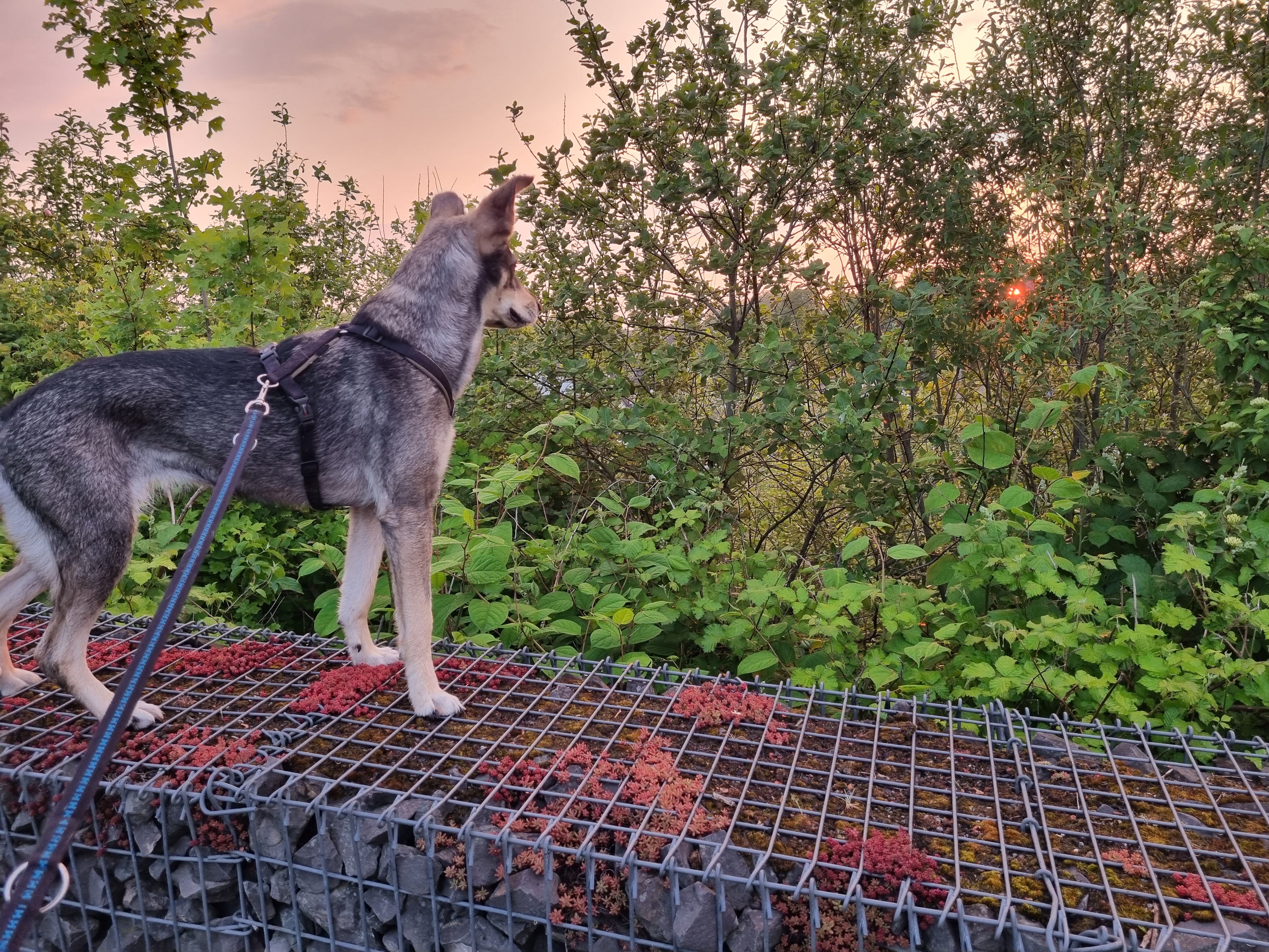 Dog Care Bochum – Gründung