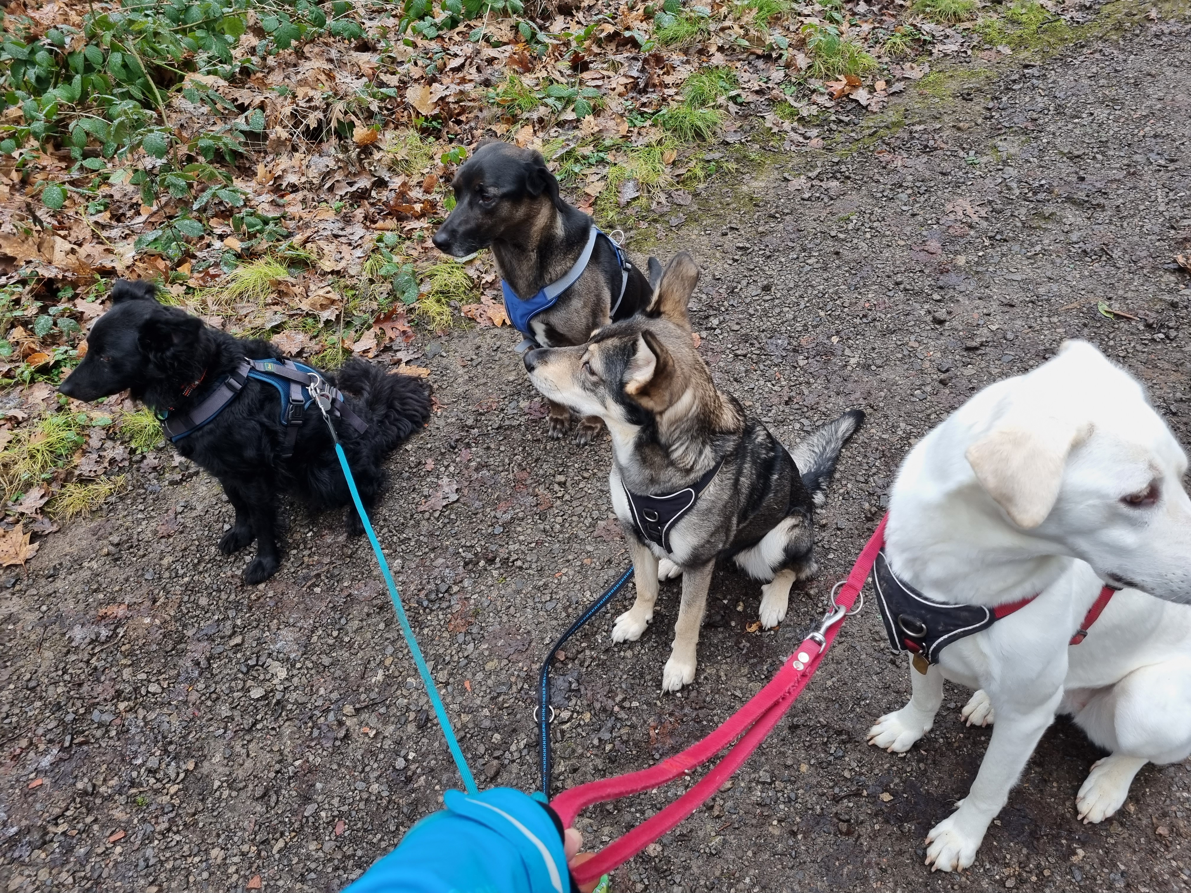 Anne´s Hundebetreuung